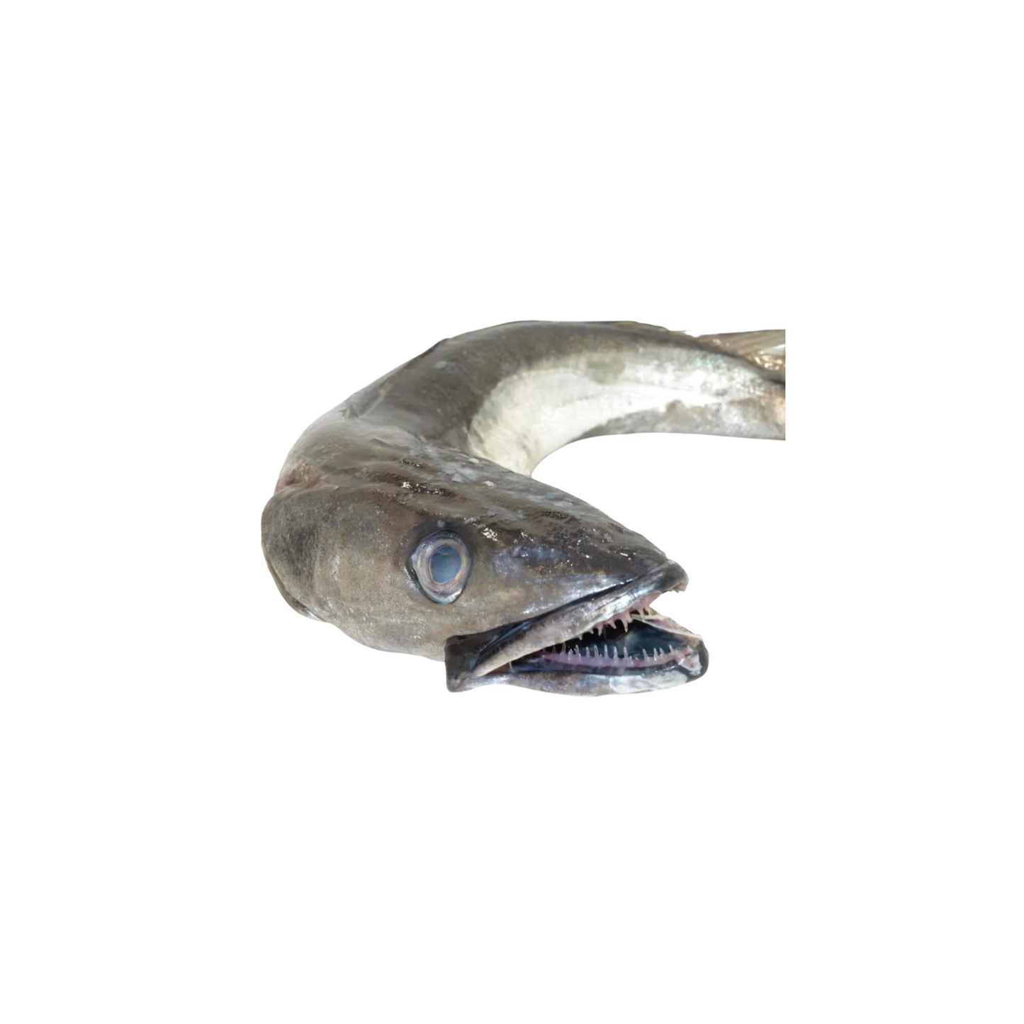 Hake Fish (Whiting Fish/Frozen Panla)(1lb)