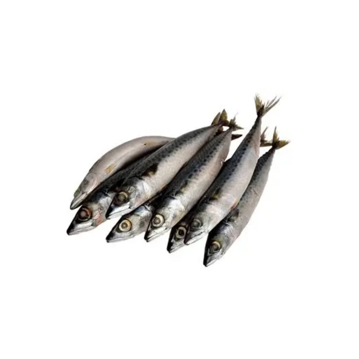 Mackerel (Titus Fish)(20lbs)