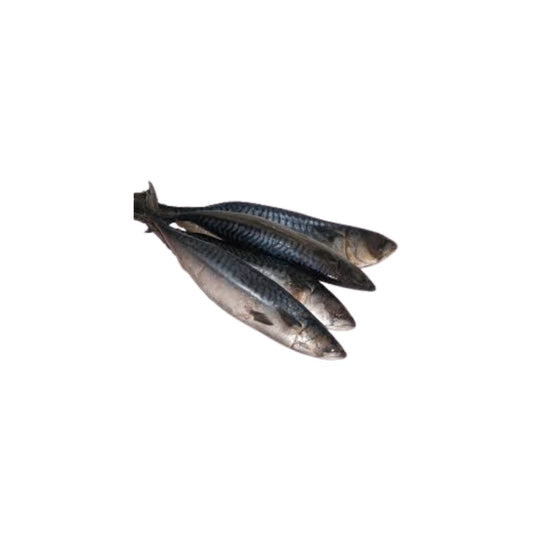 Mackerel/Titus Fish (4 Pieces)