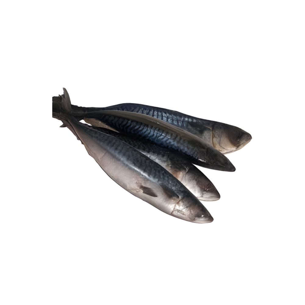 Mackerel - Titus Fish (4 PCS)