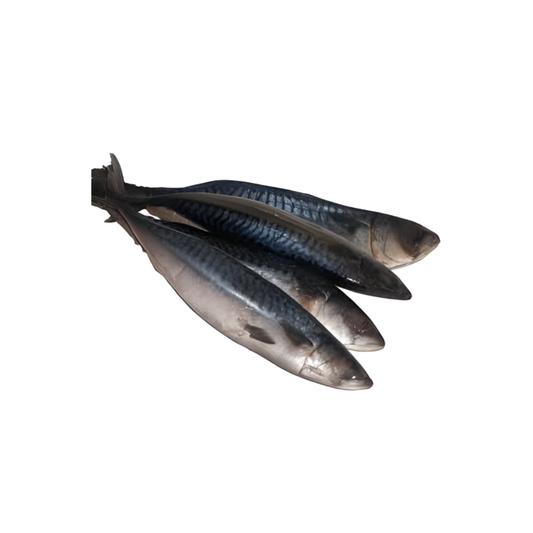 Mackerel - Titus Fish (4 PCS)