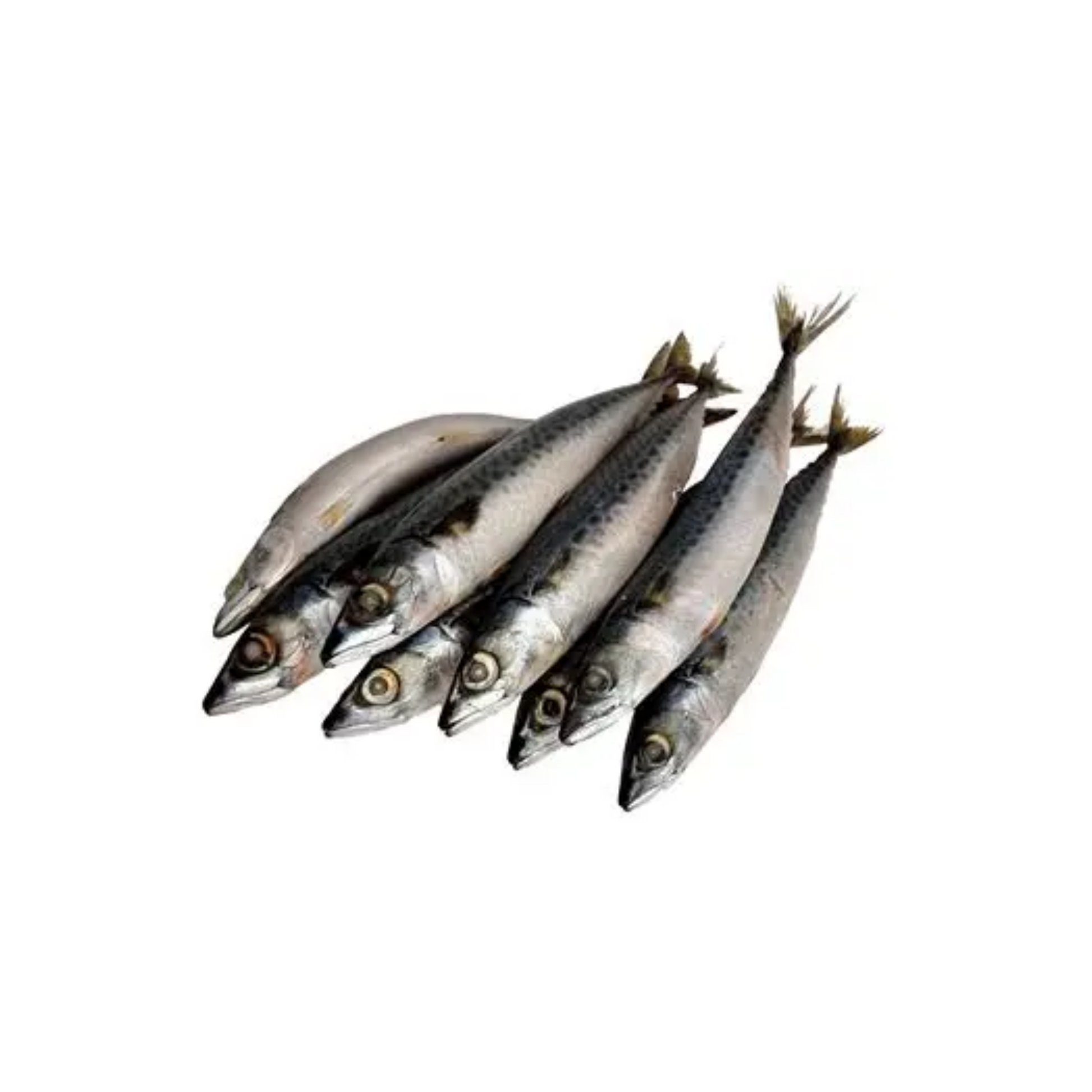 Mackerel (Titus Fish)(20lbs)
