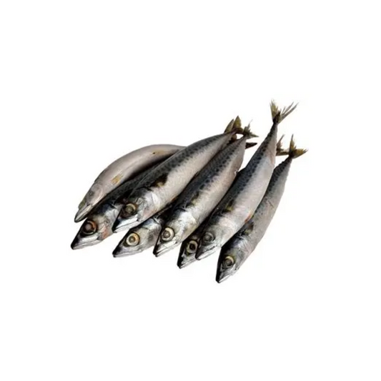 Mackerel (Titus Fish)(20lbs)