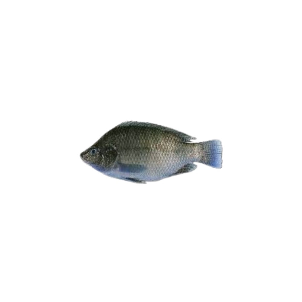 Tilapia Fish 1.5Ib