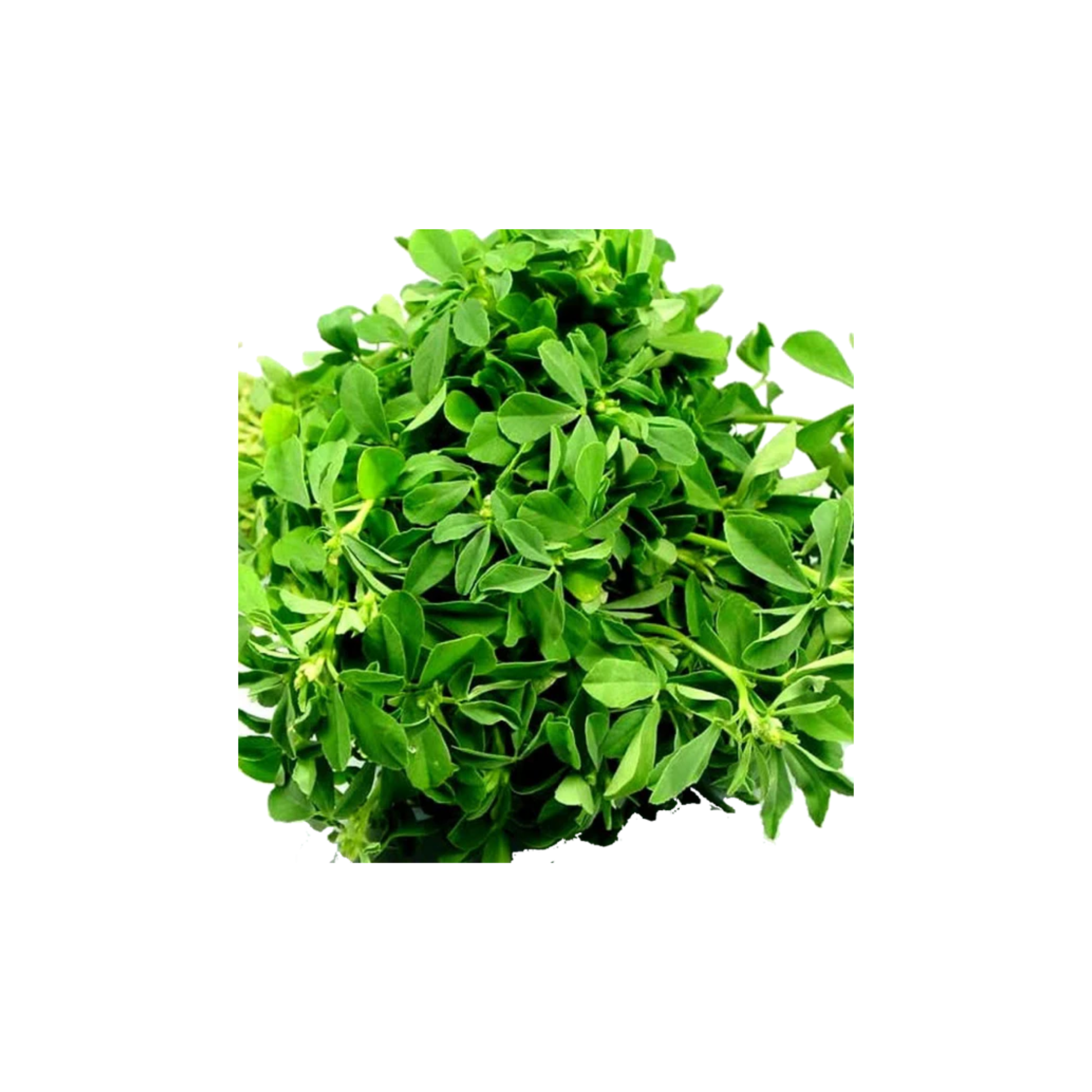 Fresh Waterleaf (Gbure)