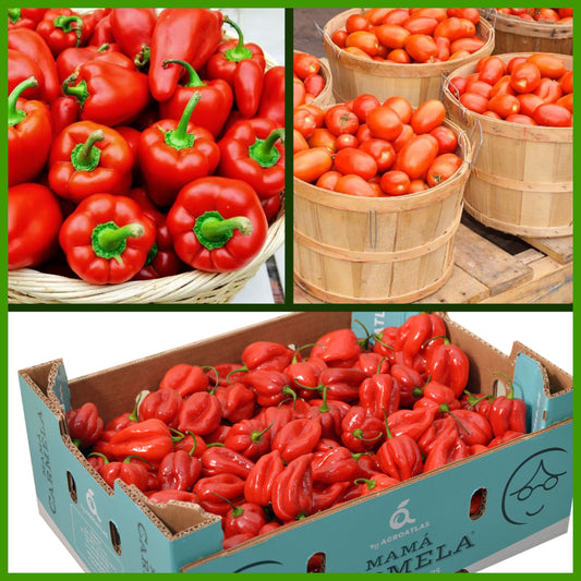 Pepper Bundle( Pepper and Tomato Combo)