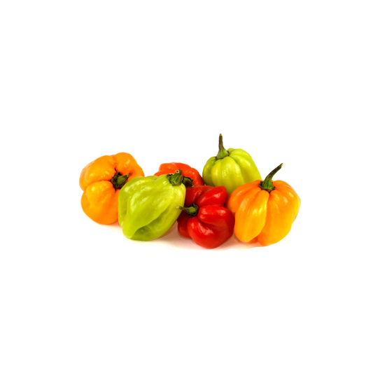 Fresh Scotch bonnet peppers (1lb)